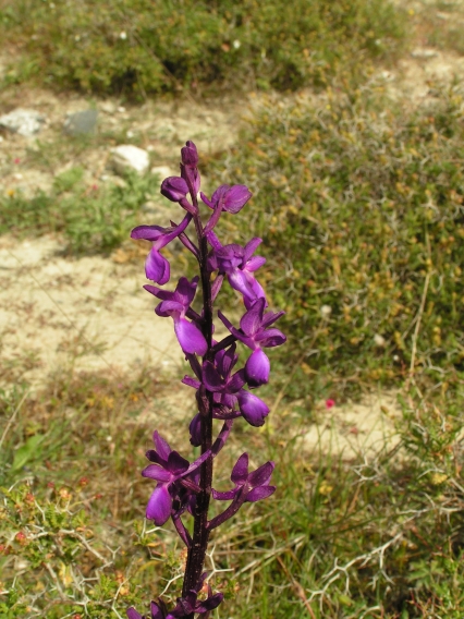 PICT0436.JPG