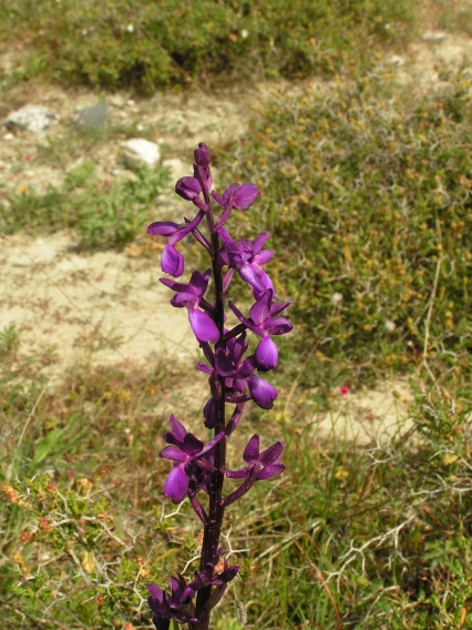 PICT0437.JPG