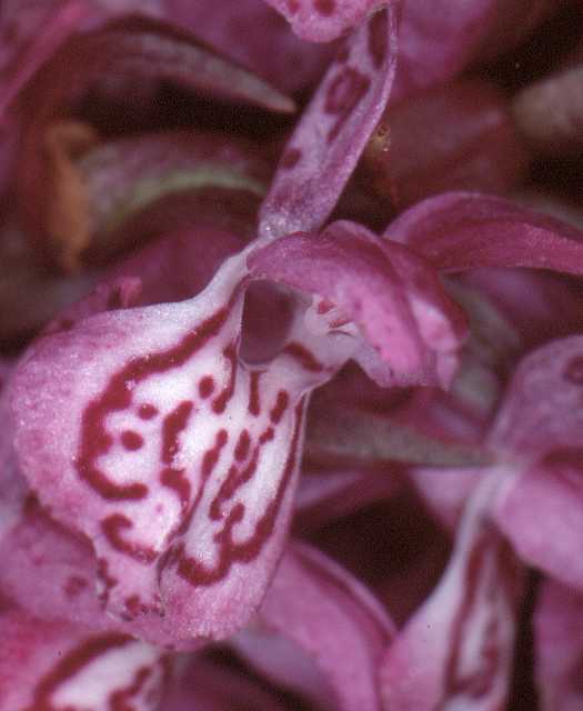 Dactylorhiza-alpestisxcruenta-1-I-D.jpg