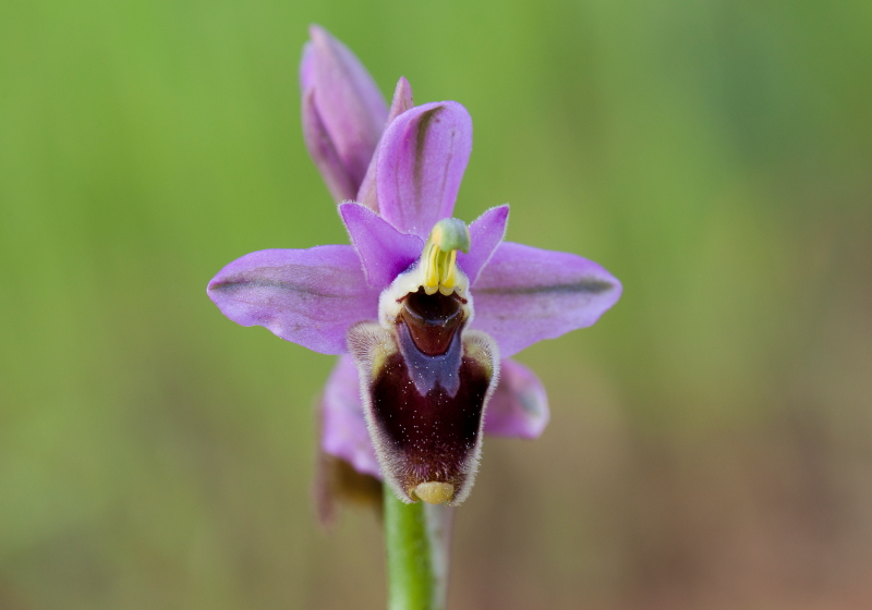 Orchidee0.JPG
