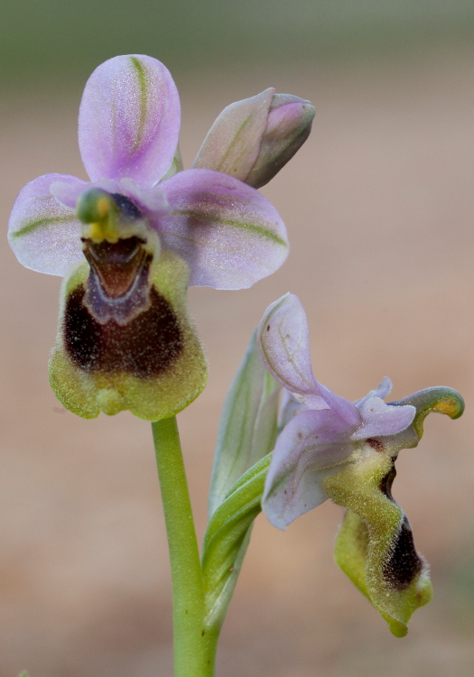 tenthredinifera01.JPG