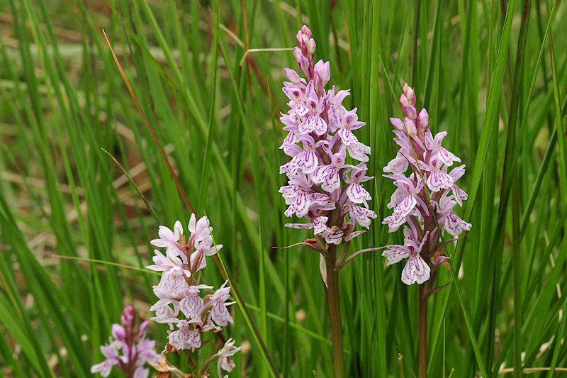 Dactylorhiza.jpg