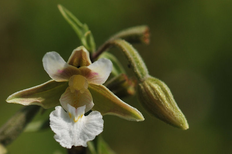 Epipactis.jpg