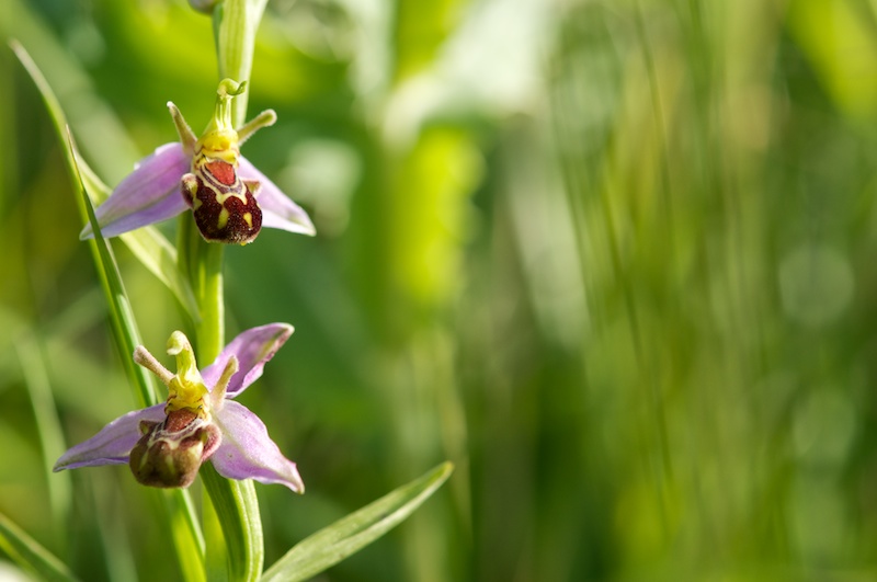 bee orchid 055.jpg