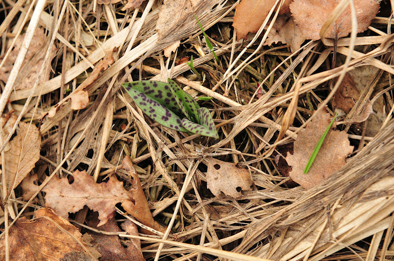 Dactylorhiza maculata - Gevlekte orchis.jpg