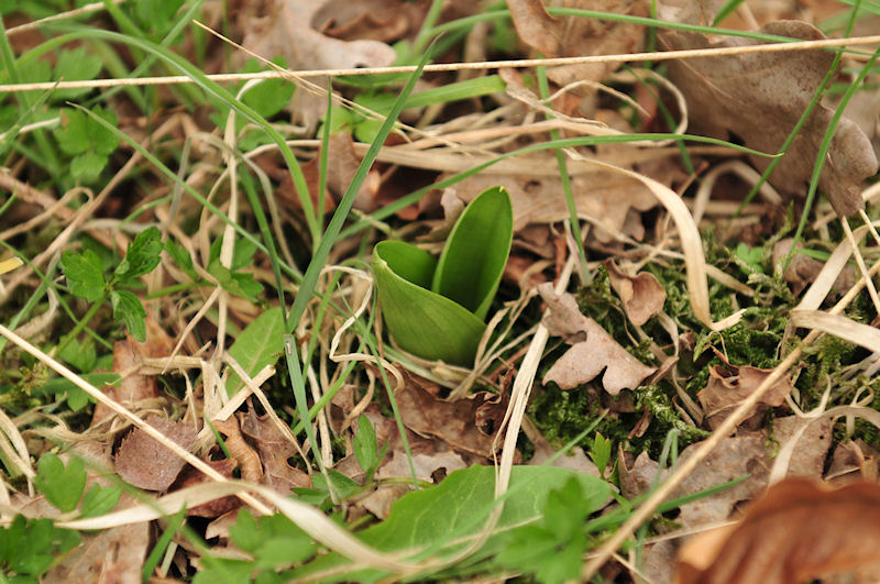 Neottia ovata - Grote keverorchis.jpg