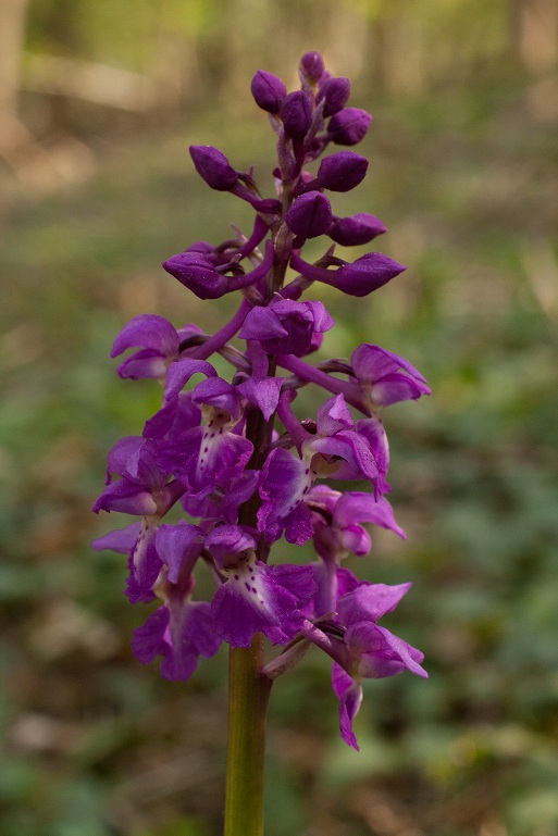 18042011 O.mascula1.jpg