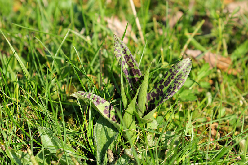 D. praetermissa subsp. junialis - Gevlekte rietorchis.jpg