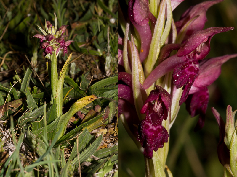 Orchis coriophora sL.jpg