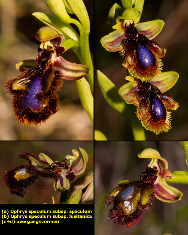 Ophrys speculum subsp. lusitanica.jpg