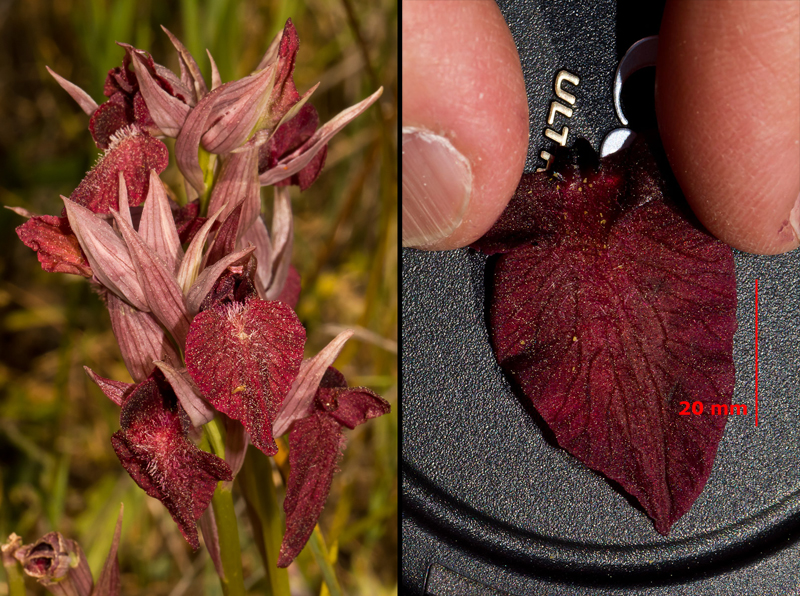 Serapias cordigera.jpg