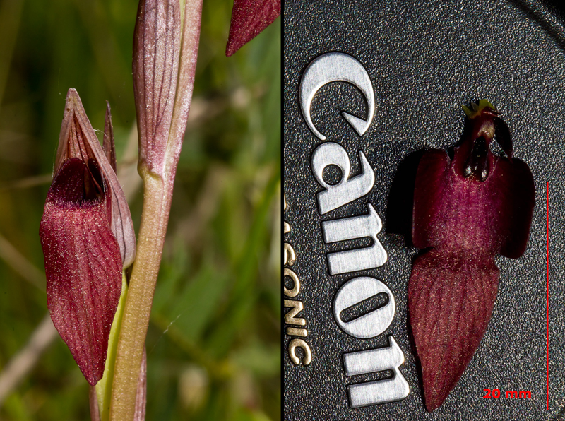 Serapias strictiflora var. elsae.jpg