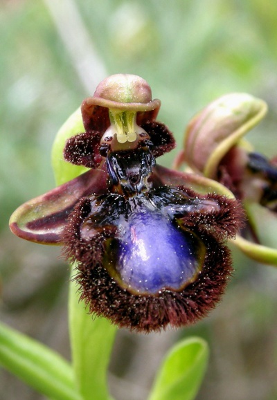 Ophrys ciliata subsp. speculum