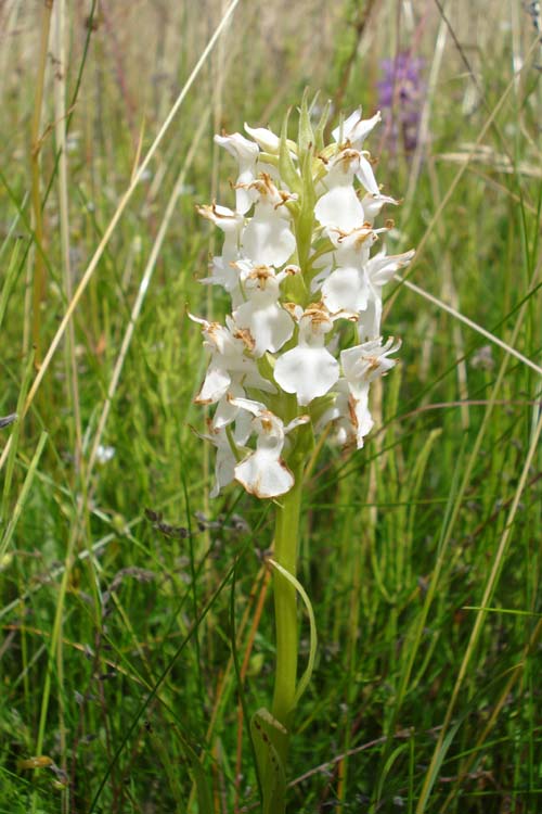 witte rietorchis 3-kl.jpg