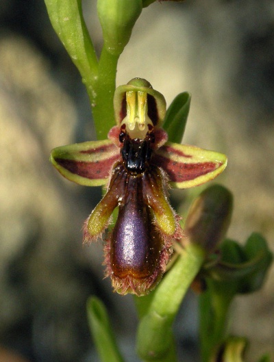 O. ciliata subsp. regis-fernandii