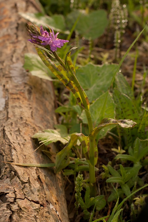 23042011 D.majalis1.jpg
