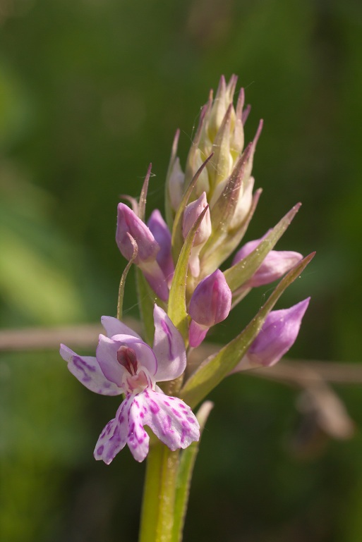 25042011 D.majalis5.jpg