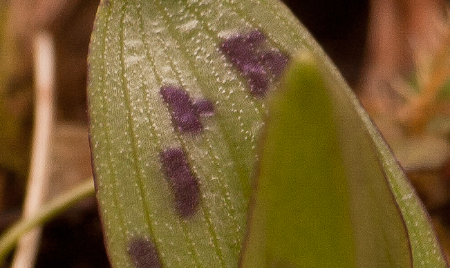 majalis_stomata.jpg