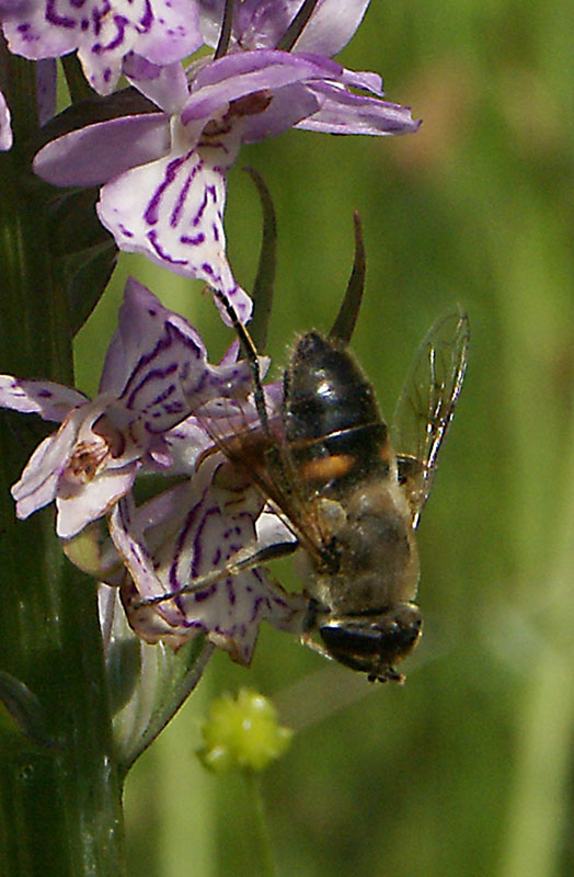 DSC02358-det.jpg