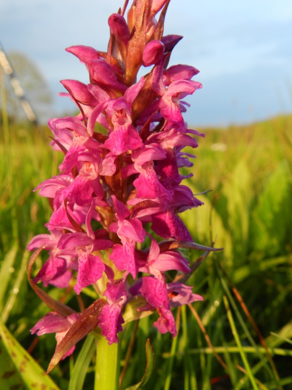 Dactylorhiza majalis, Namen, 220411