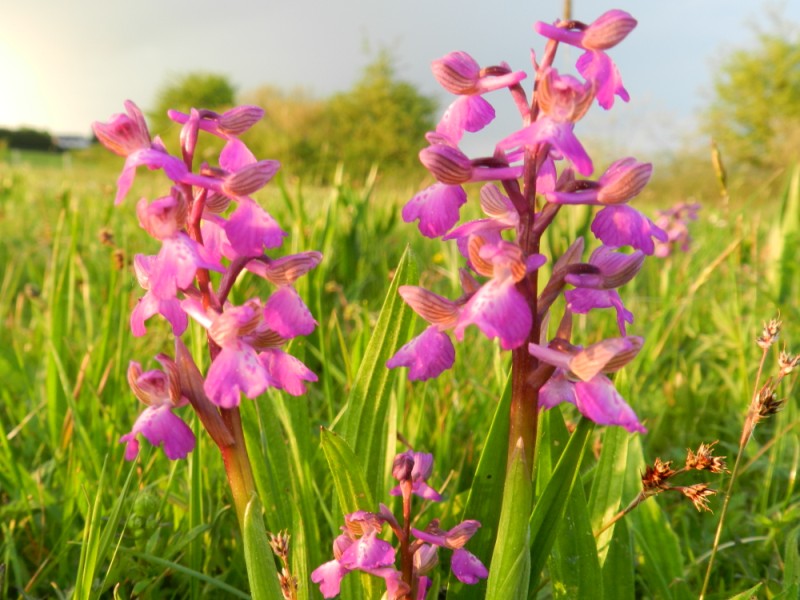 Anacamptis morio, Namen, 220411