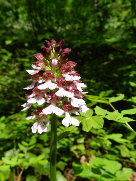 Orchis purpurea, Aisne, 230411