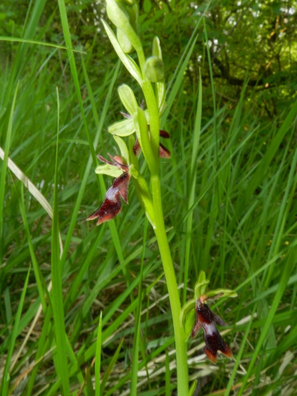 Ophrys insectifera, Aisne, 240411