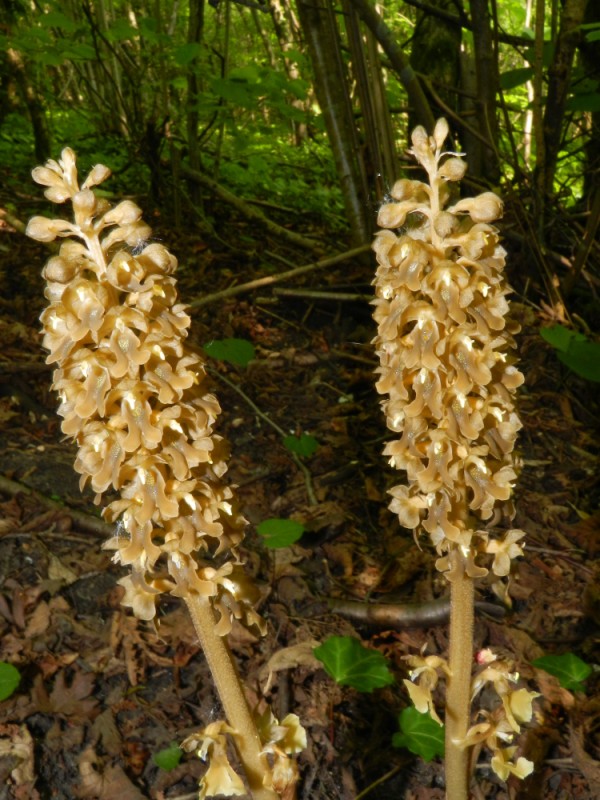 Neottia nidus-avis, Aisne, 240411