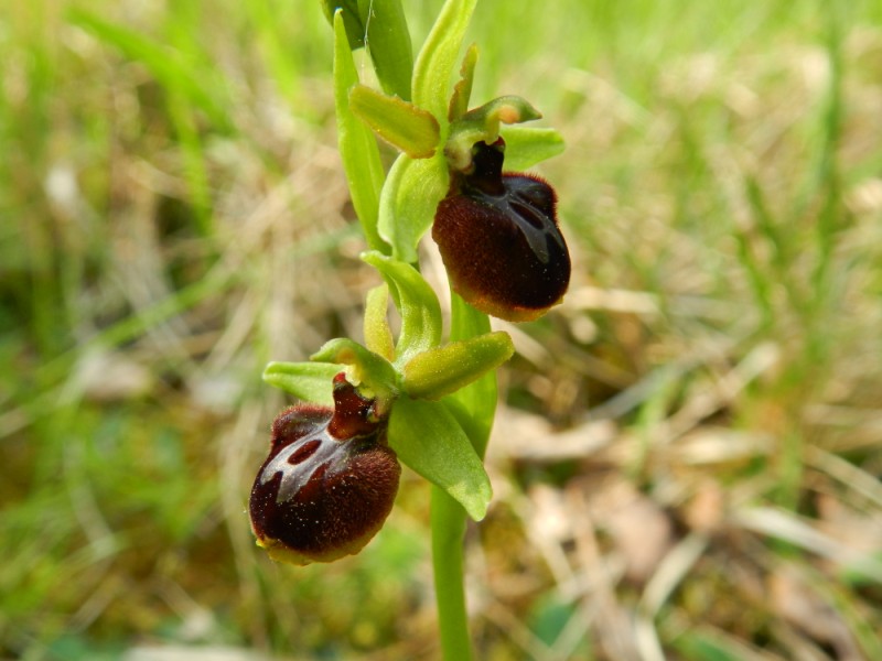 Ophrys sphegodes, Aisne, 240411