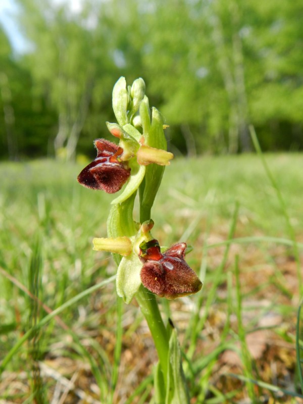 Ophrys sphegodes, Aisne, 240411