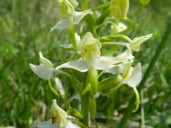Platanthera chlorantha, Aisne, 250411