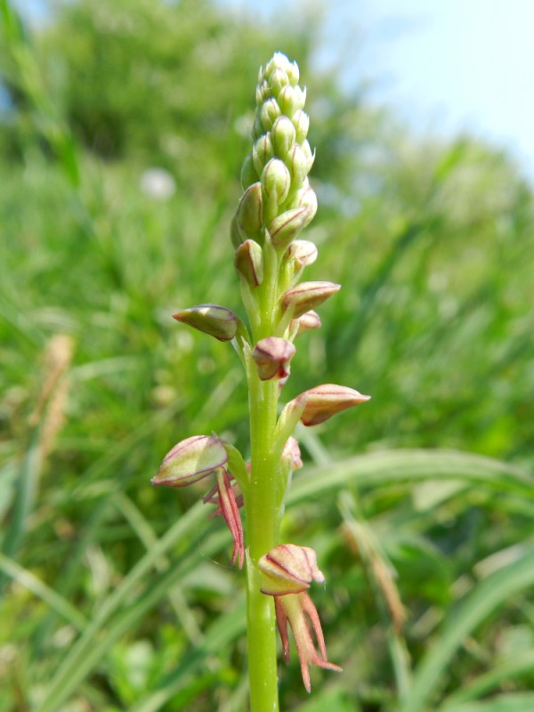 Orchis anthropophora, Aisne, 250411