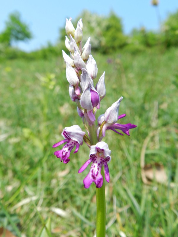 Orchis militaris, Aisne, 250411