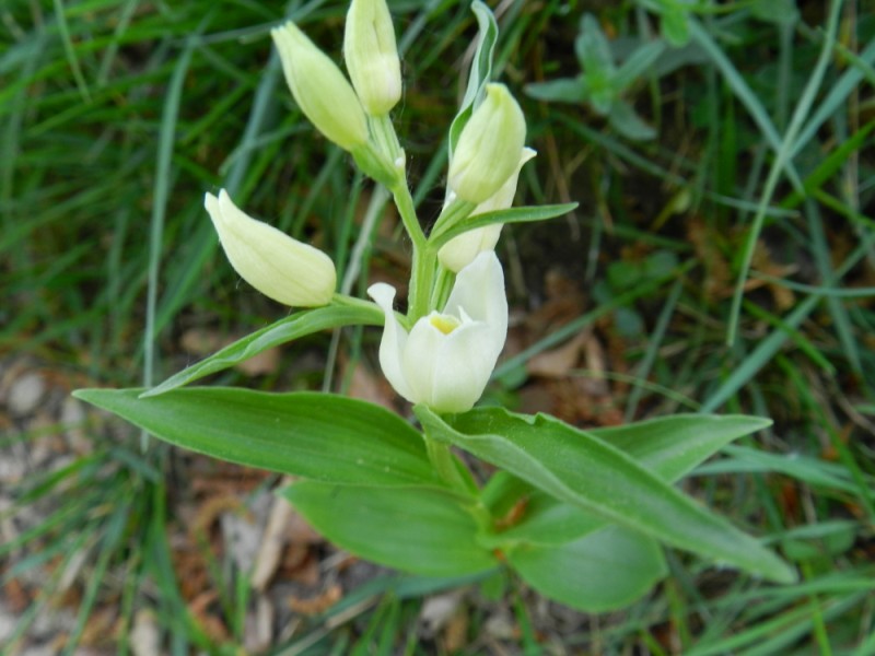 Cephalanthera damasonium, Aisne, 250411