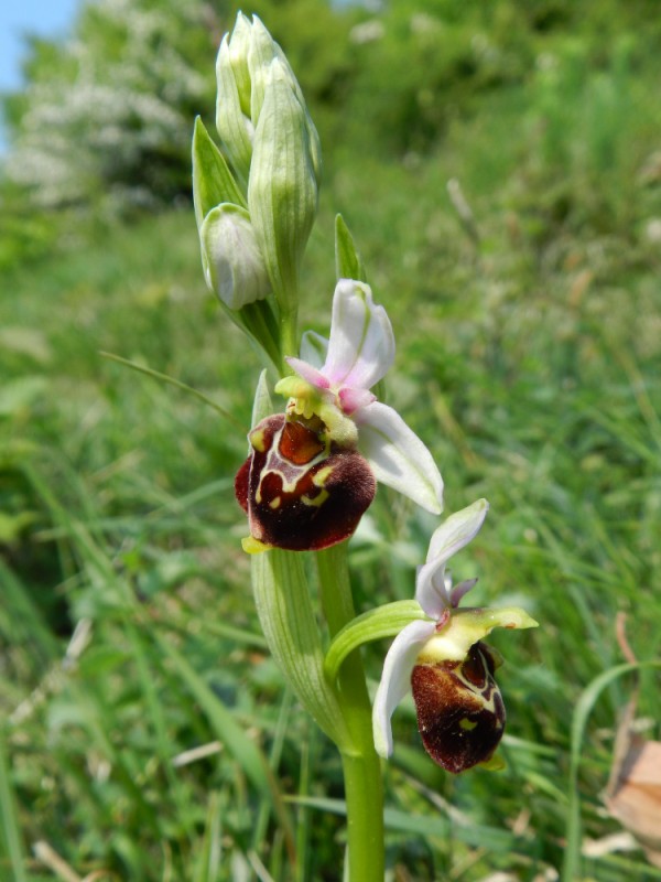 Ophrys fuciflora, Aisne, 250411