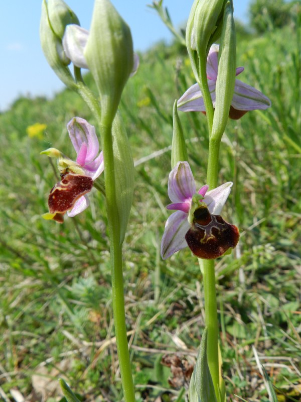 Ophrys fuciflora, Aisne, 250411