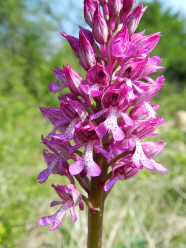Hybride Orchis militaris x Orchis purpurea, Aisne, 220411
