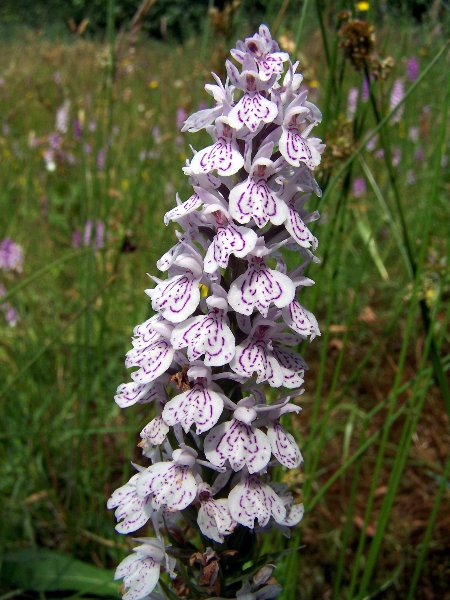100_5045_450x600.jpg