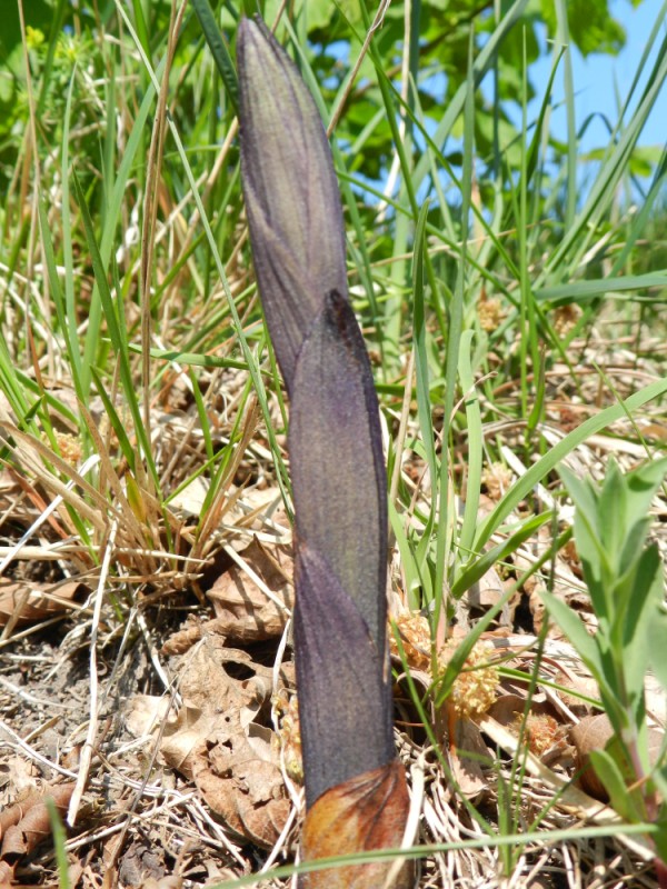 Limodorum abortivum, Aisne, 230411