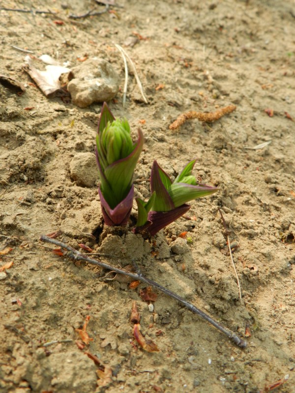 Epipactis ?, Aisne, 240411