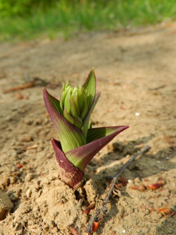 Epipactis?, Aisne, 240411
