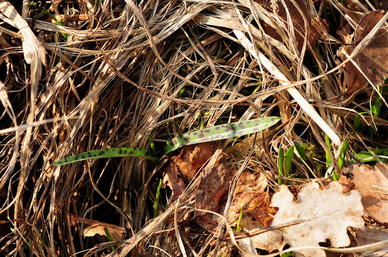 Dactylorhiza.jpg