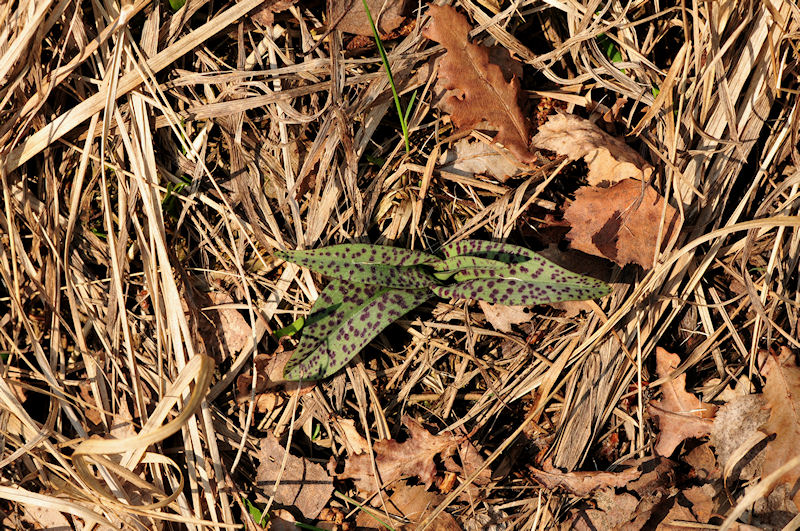 Dactylorhiza maculata.jpg