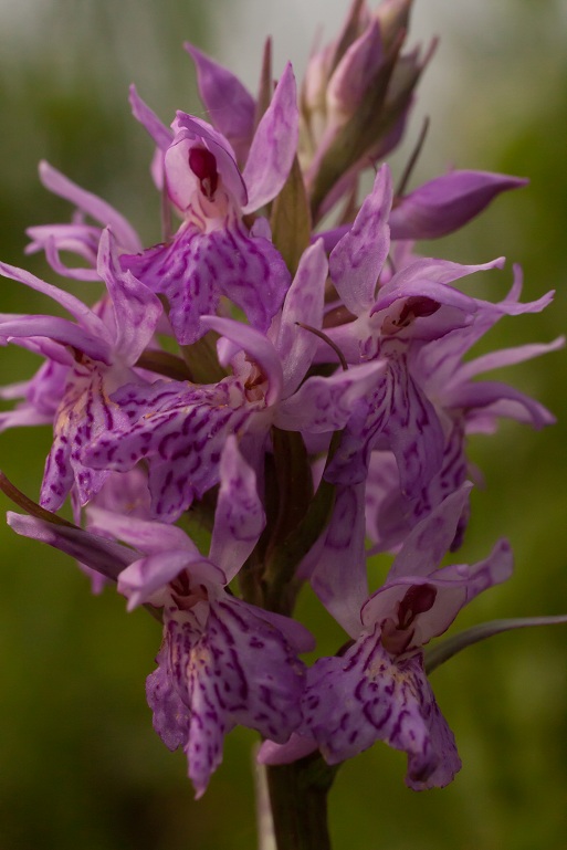 29042011 fuchsii.jpg