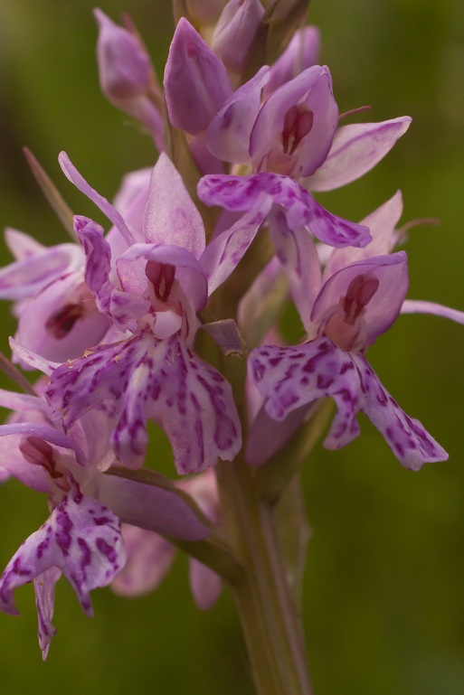 29042011 fuchsii2.jpg