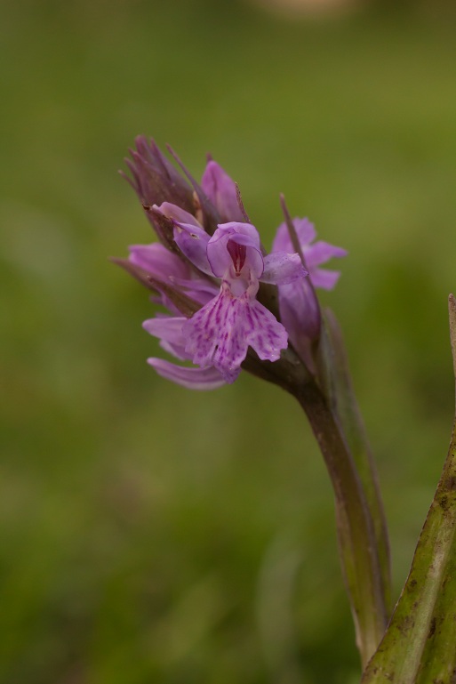 29042011 fuchsii3.jpg