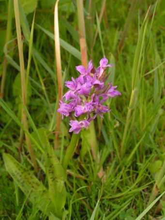 PICT0511.jpg