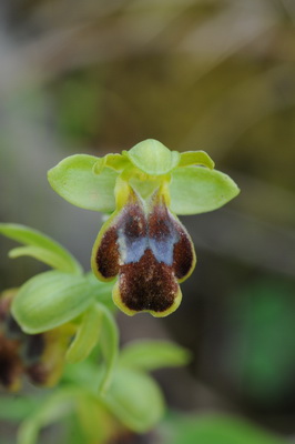 Ophrys fusca 1_resize.JPG