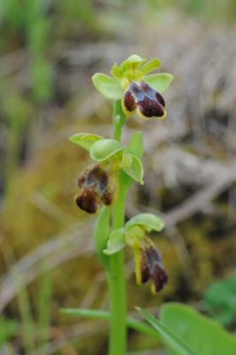 Ophrys fusca 2_resize.JPG