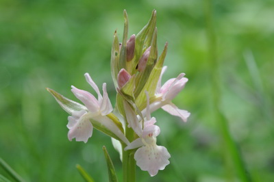 Dactylorhiza_resize.JPG
